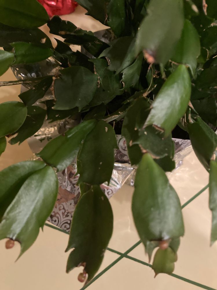 Thanksgiving Cactus starting to form buds