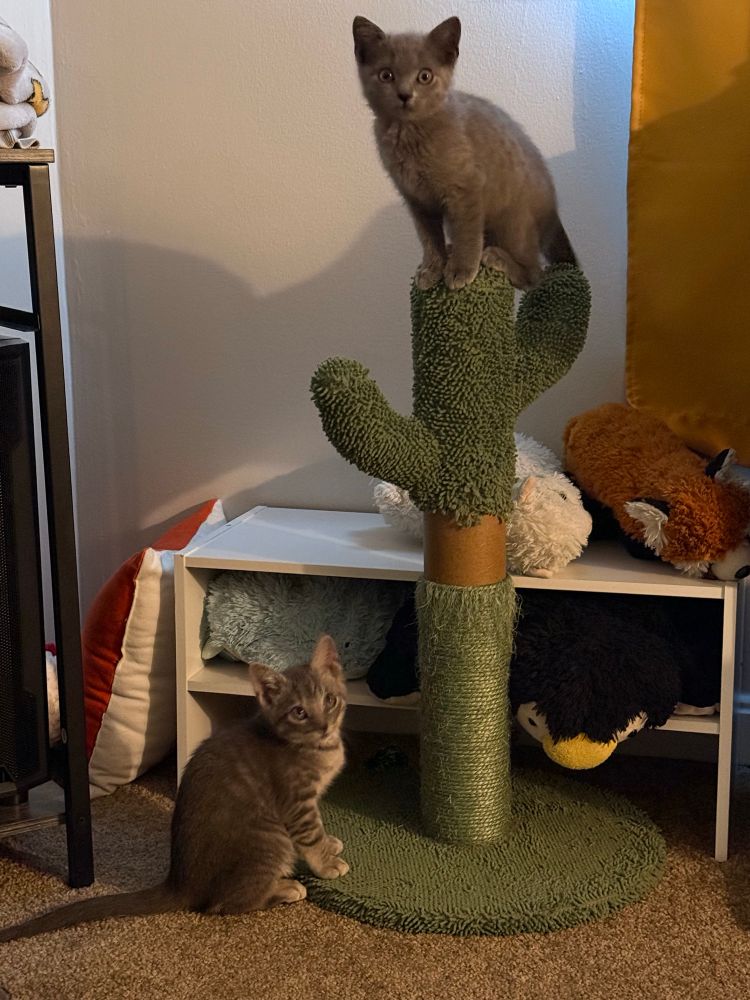 Two kittens, one perched on top of a cactus shaped scratching post and the other sitting at the bottom, looking at the camera. 