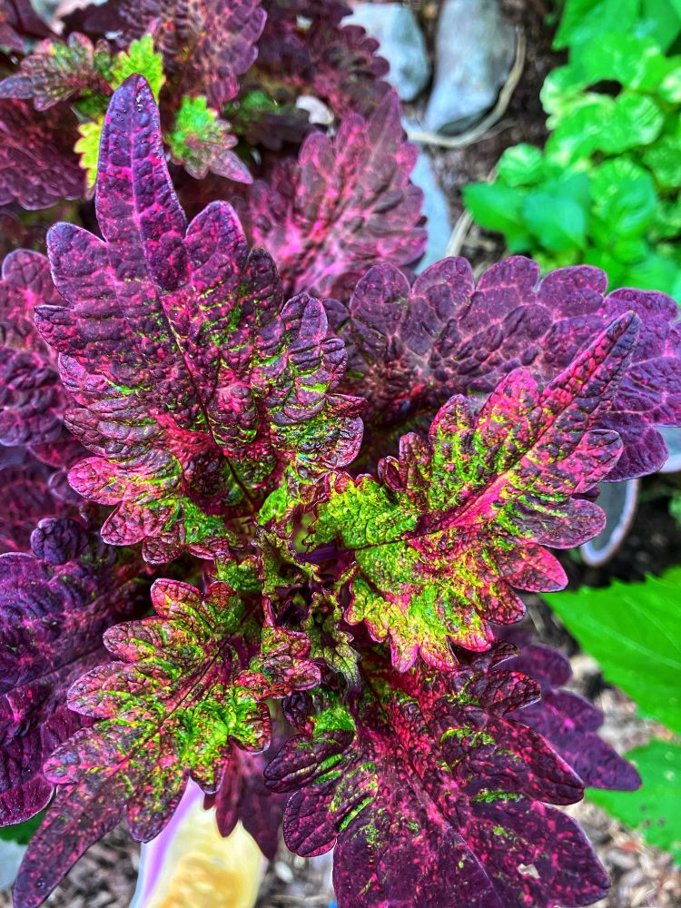 Coleus leaf