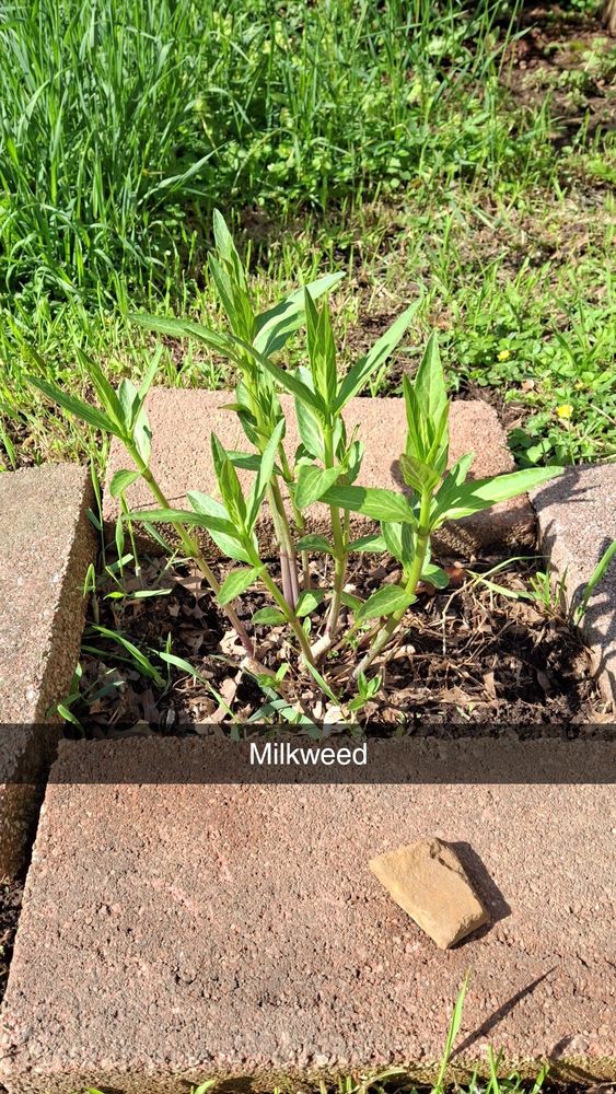 5 to 6 in tall milkweed plants surrounded by red cement blocks