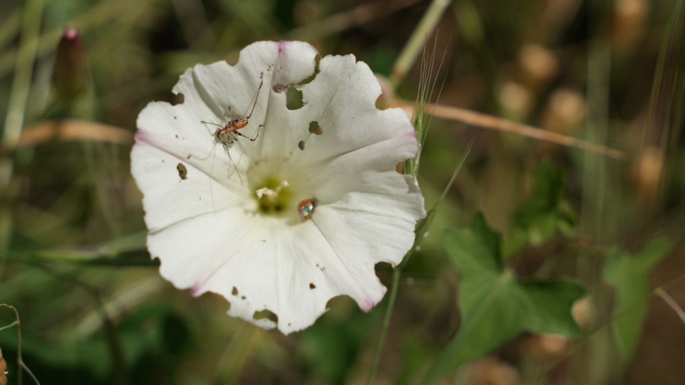 Two insects on a nibbled flower