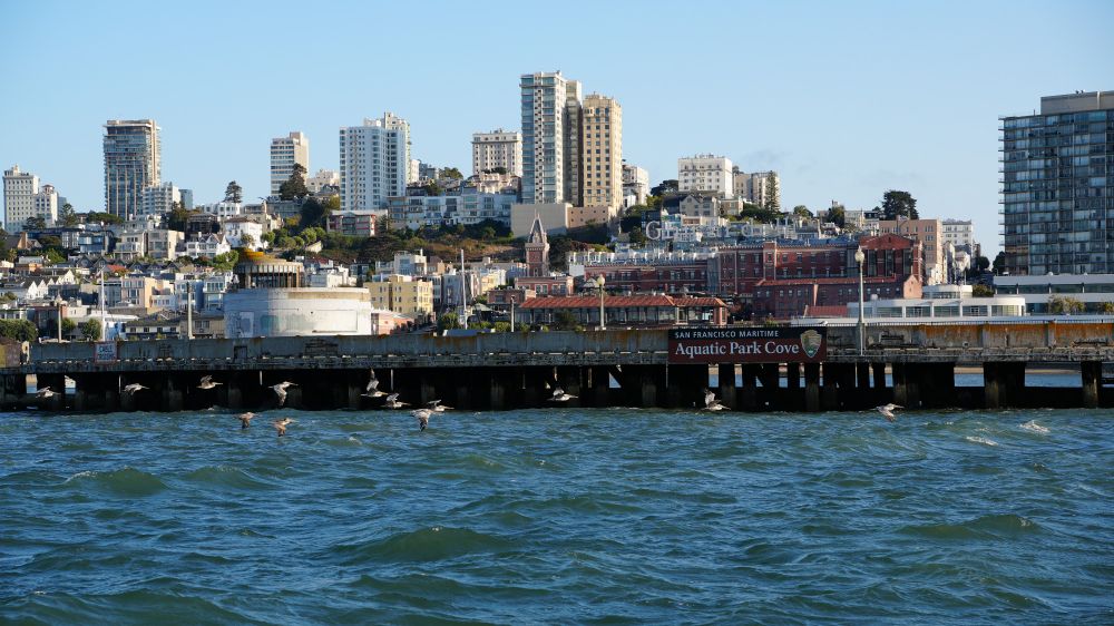 a group of pelicans flying over the water