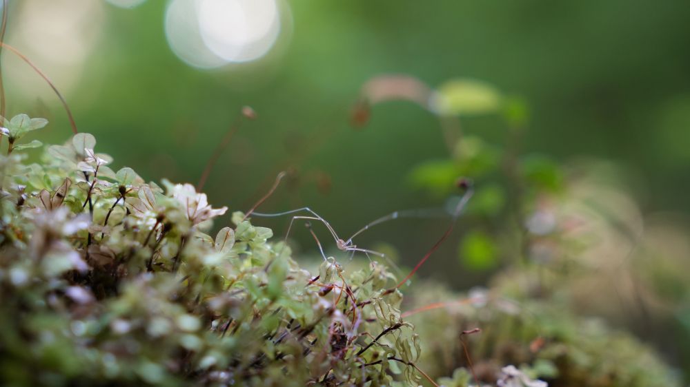 A daddy long leg spider crawling along moss