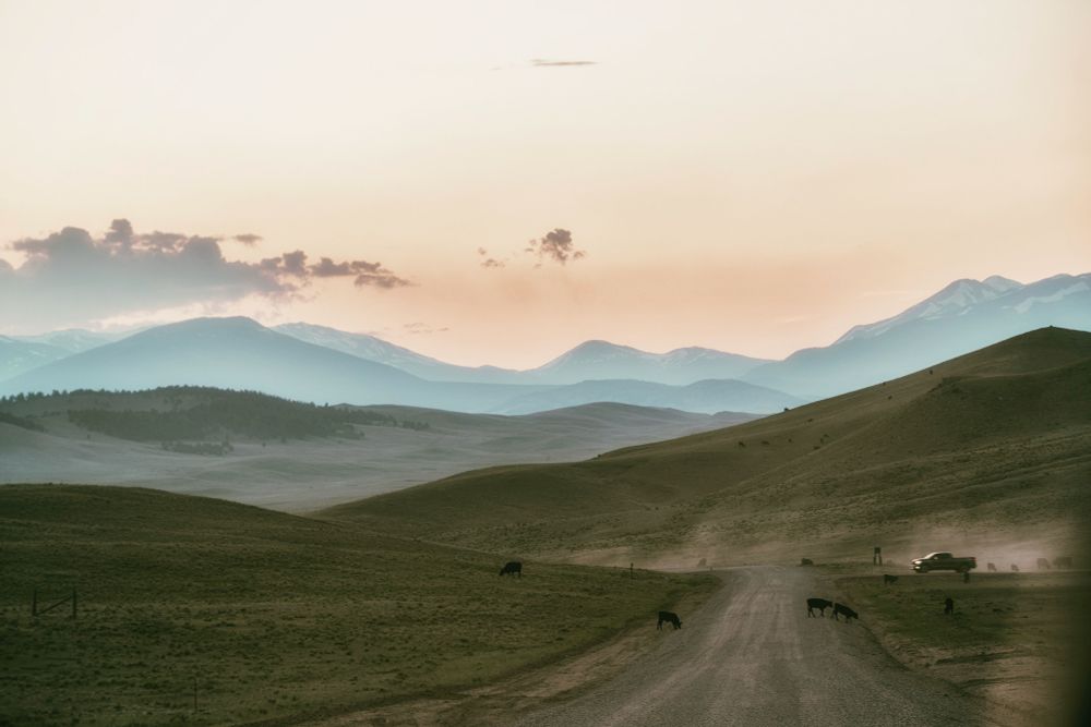 Cattle graze and a pickup truck kicks up dirt in the middle foreground of a dirt road winding through a treeless green hillside. In the distance mountains are layered against a hazy, almost colorless sunset sky.