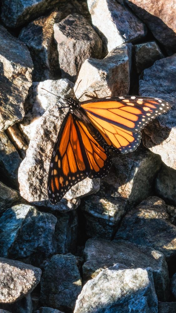 A monarch butterfly against a rocky surface.