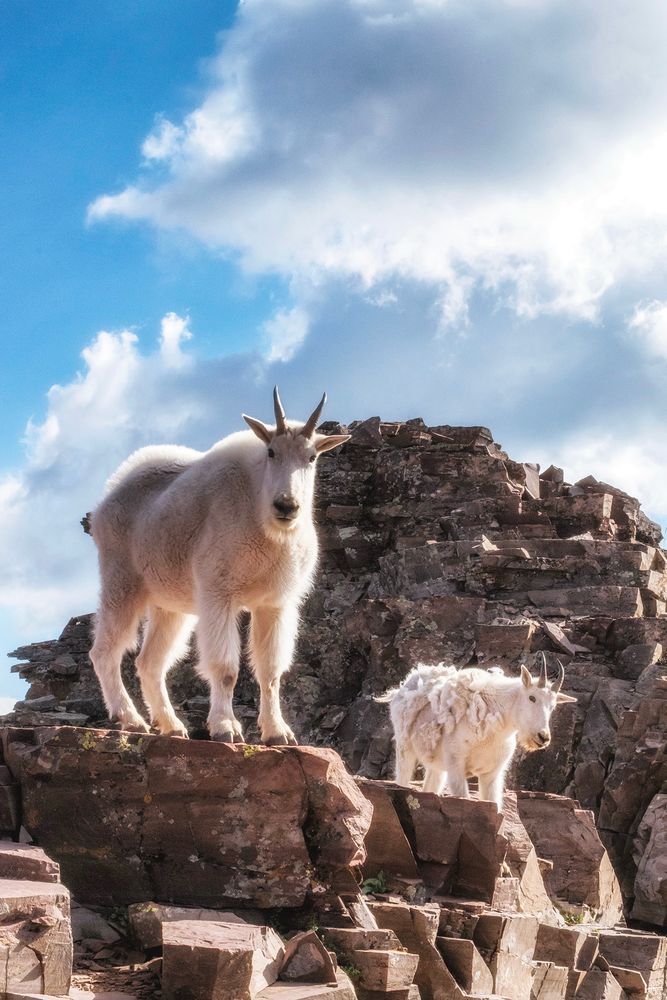A momma mountain goat and her kid standing on rocks. Blue sky with clouds in the sky. 