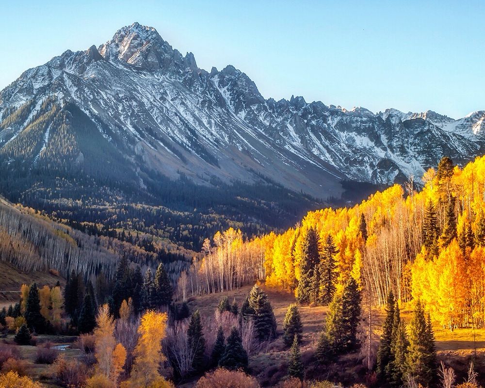 Autumn scene in Colorado Rockies. Vivid Aspen gold with snowy high peak against a clear sky. 