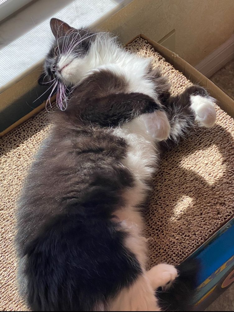 A black and white cat stretched out on her left side sleeping on a card board cat scratcher. Her front feet are slightly curled. Her head is leaning against a gray marble window sill.