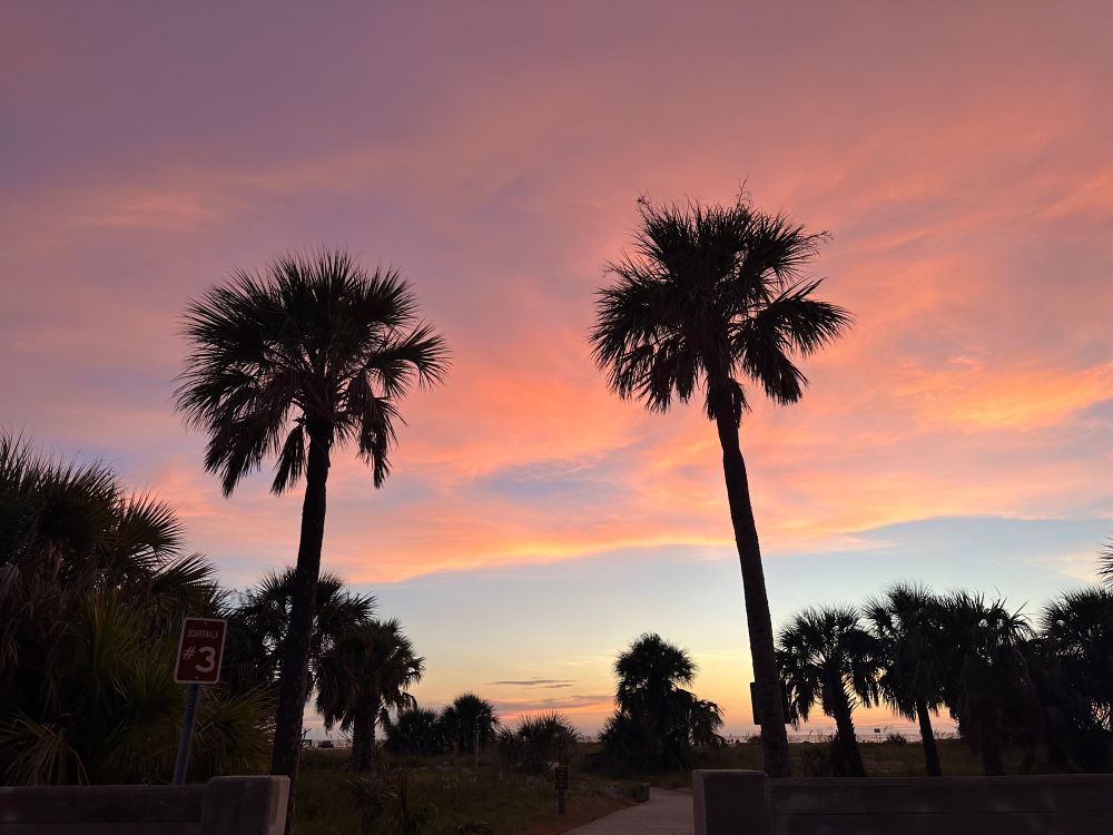Two palm trees in the center of the phot. 3/4 of the photo are pink clouds from a sunset on Sand Key Beach. There are other shorter trees, all dark after the sunset. 