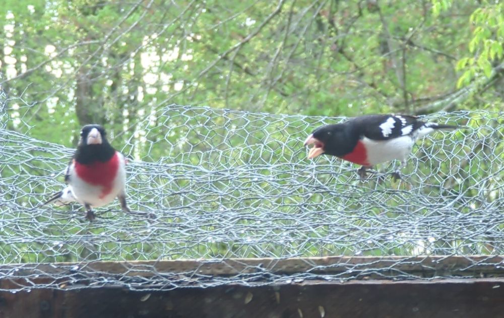 One male rose-breasted grosbeak is yelling, beak open, at another male grosbeak who is leaning nervously away. They are striking birds with black heads and backs and white bellies, with wide splashes of red down the fronts of their chests.