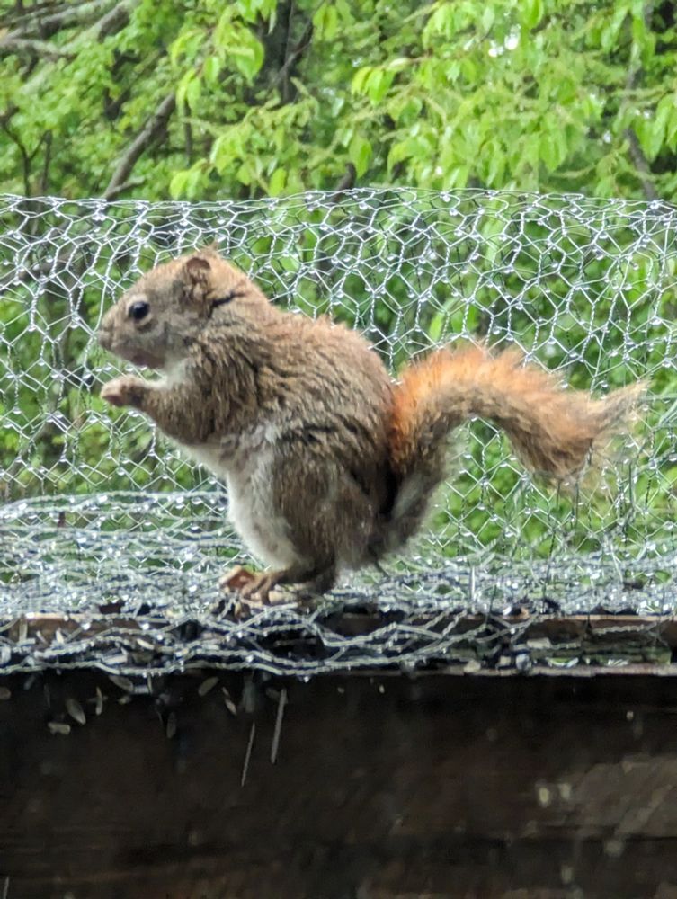 A hunched up and soggy red squirrel perching in front of chicken wire. The base of their tail is pulled close to their body, and they seem chilly. The top of their tail is most visible orange, with a reddish flare blending to duller orange-beige on the bottom.
