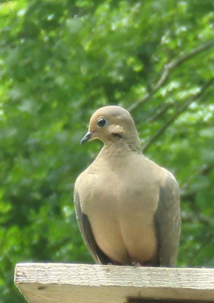 A beige mourning dove is turning their head to the side, with one bright black eye facing the camera. They have gray wings, and their ear feathers are puffed out. There is a line down their belly, as if they have sucked in their belly in order to puff out their chest and look more attractive.