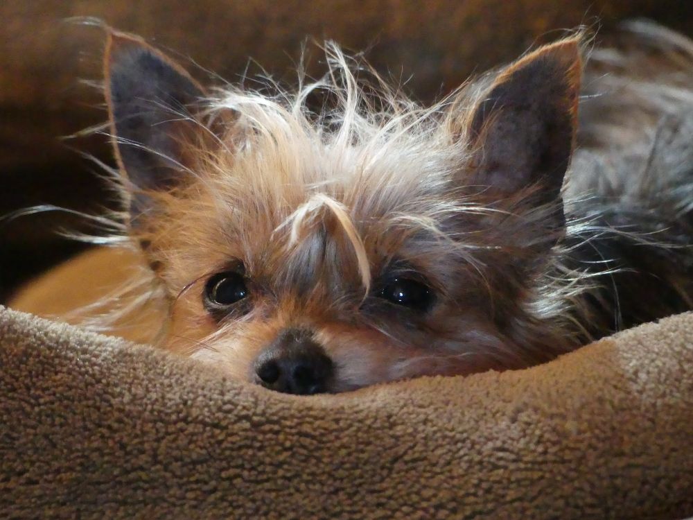 Small Yorkshire terrier peeking over the edge of a dog bed.