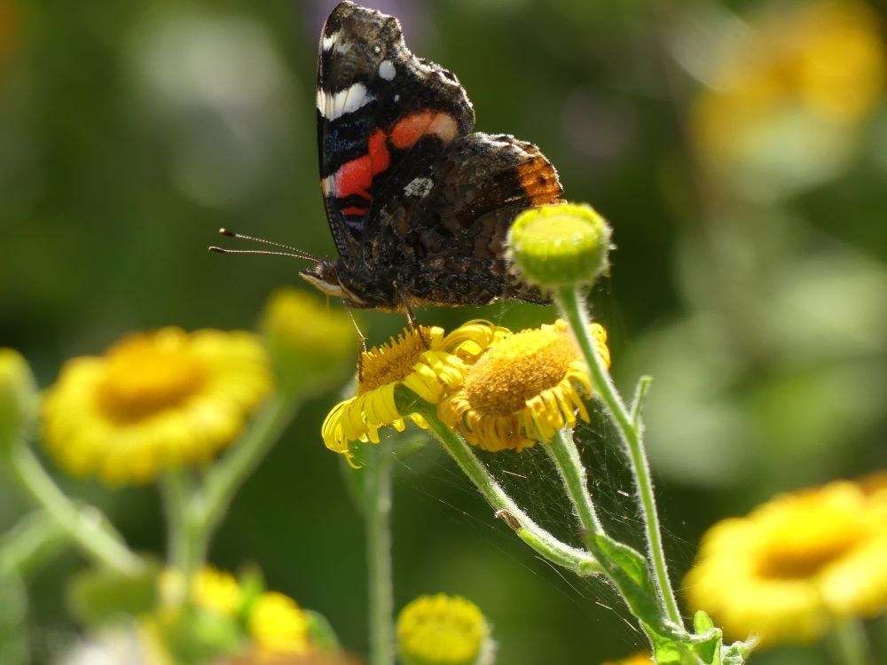 Red Admiral butterfly sipping nectar from bright yellow fleabane flower