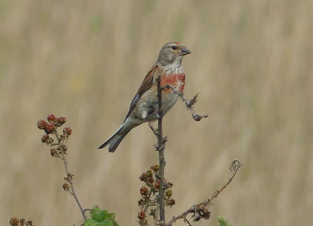 Male linnet perched on bramble stem