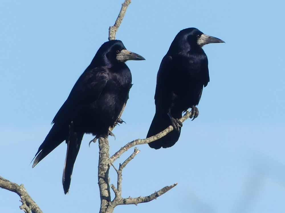 Two rooks on a dead branch against a pale blue sky