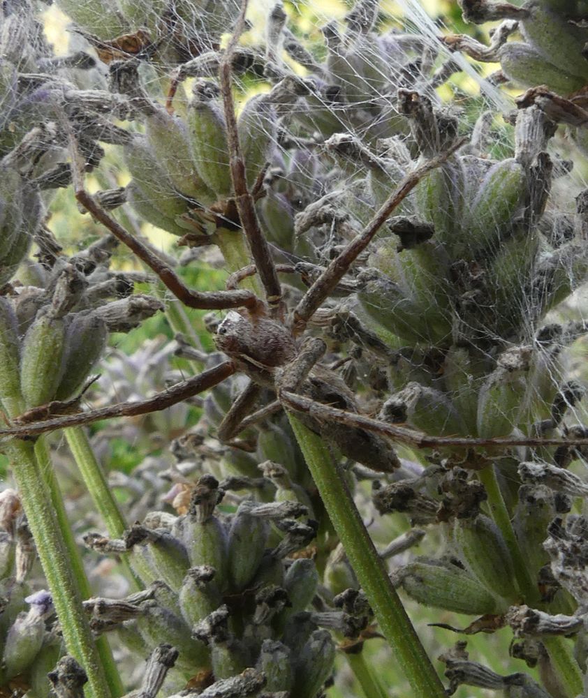Brown spider with long bristly legs on a rosemary bush with strands of web