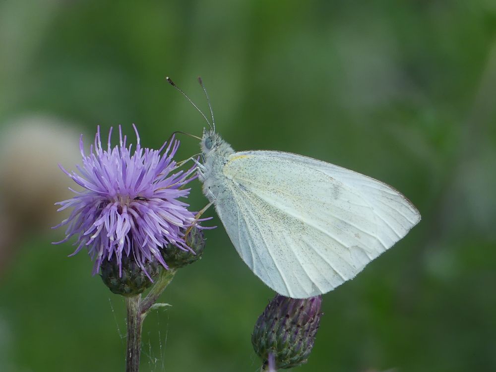 Small White butterfly supping nectar from a light purple thistle flower