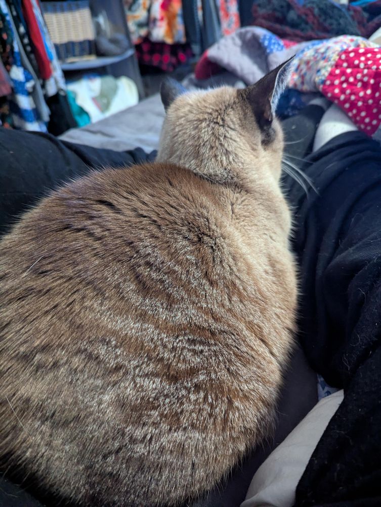 a round beige tabby cat with dark ears sitting between my legs. she is facing away from the camera and is loafing in a very round shape