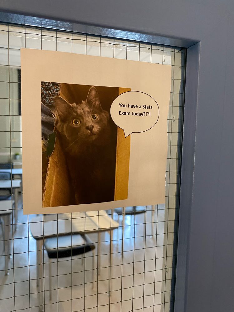 Fluffiest kitten in the world, Merry (aka Meriadoc Brandybuck), greeted my AP Stats students on their way into the final exam.