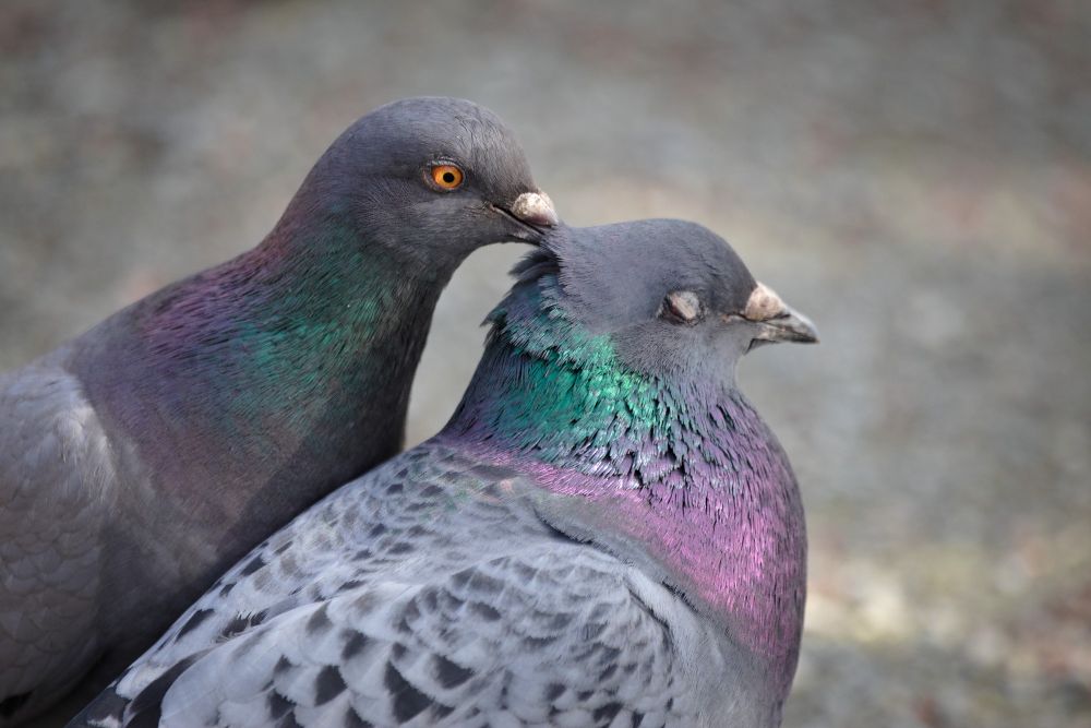 a pigeon grooming another pigeon, who looks relaxed