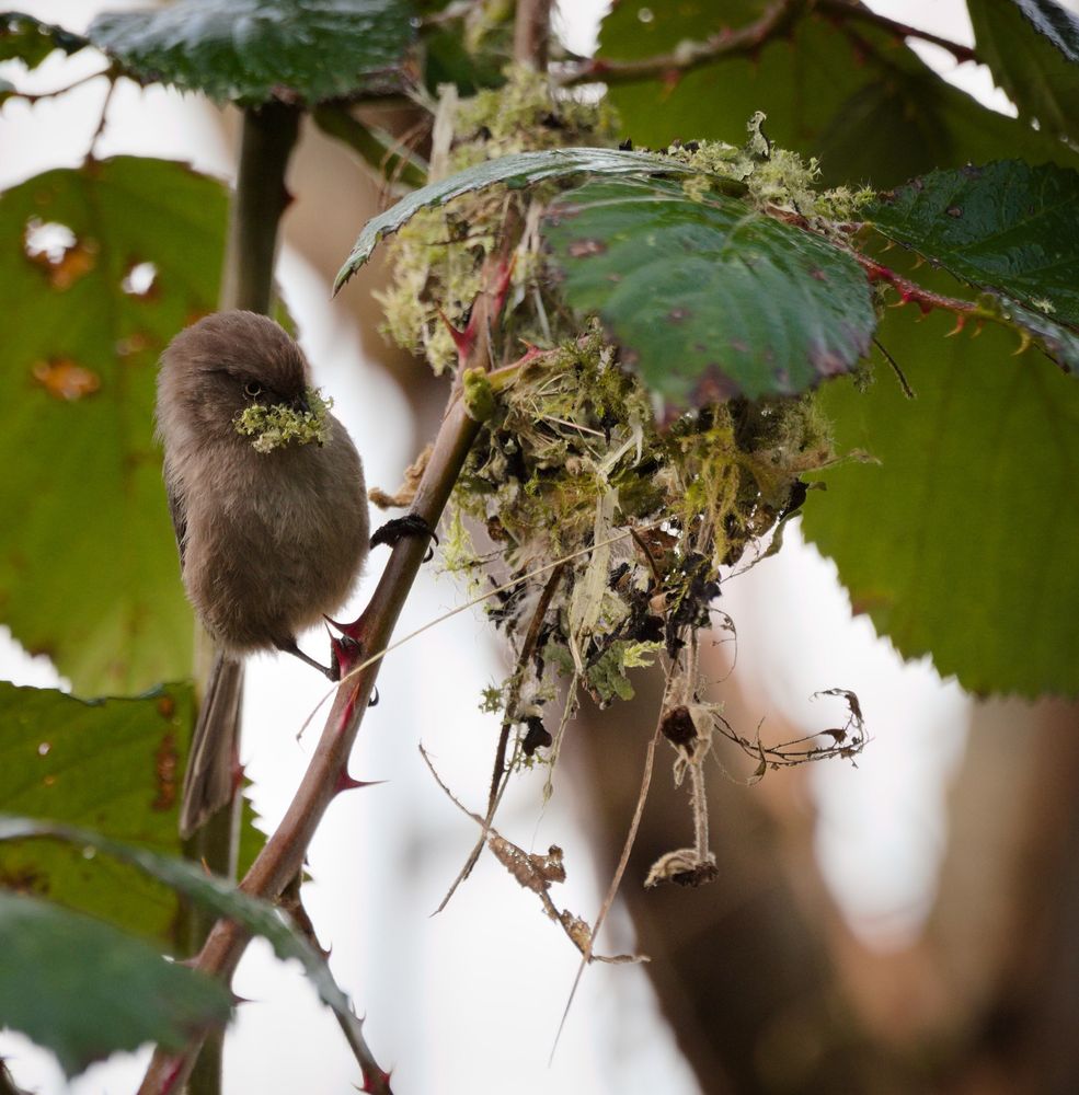 a female bushtit perched on a thorny vine with a mouthful of moss under the beginnings of a nest construction.