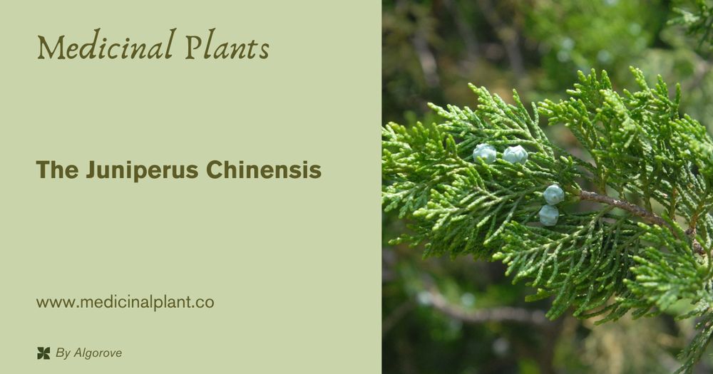 Learn the characteristics and the traditional medicinal uses of the juniperus chinensis also known as Chinese Juniper. 
Visit our website at:
https://medicinalplant.co/read/the-juniperus-chinensis