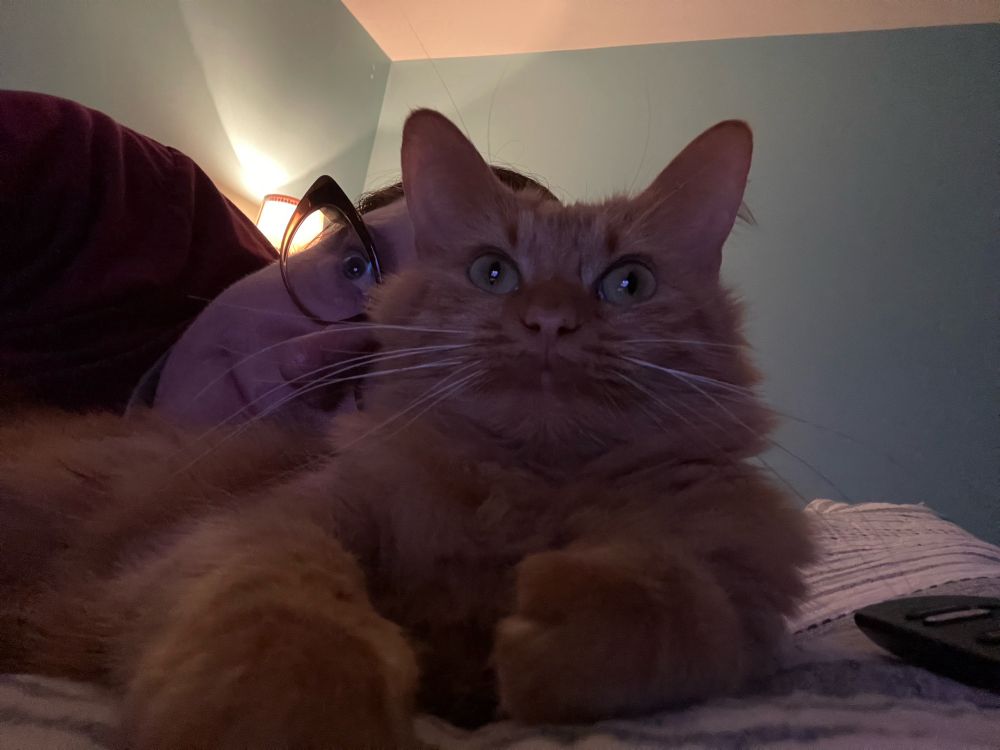 Long haired orange kitty looking intently at something that the human laying behind her is also watching.