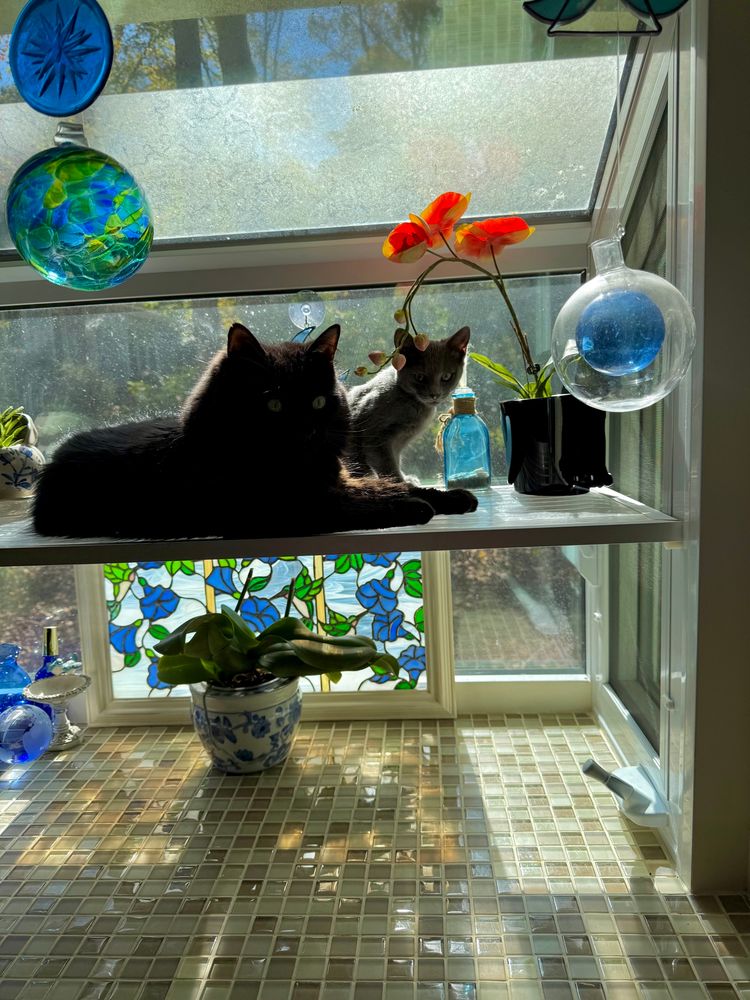 A large black cat sits in a garden window with a gray kitten