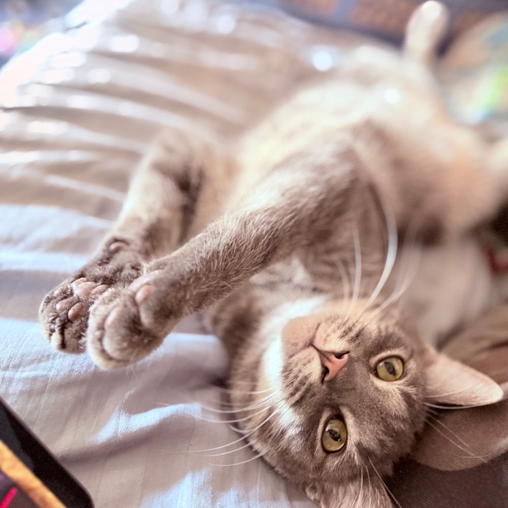 Gray cat on his back looking up at you with green eyes & a pink nose & white whiskers. 