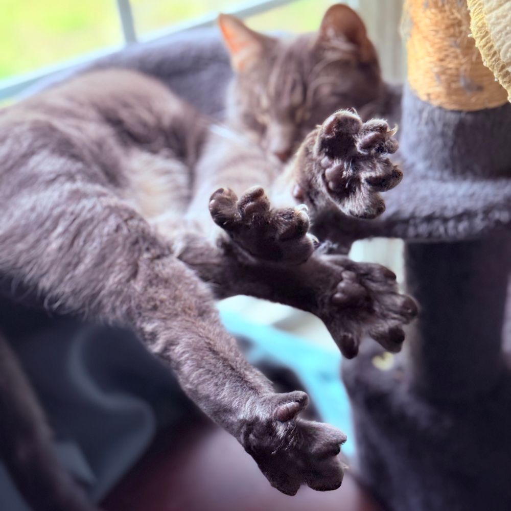 Toe beans. 