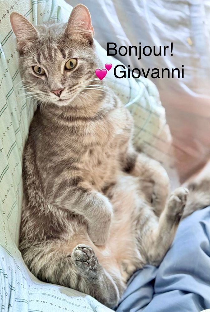 Bonjour! Giovanni gray cat sitting on his bum. Toe beans peeking
