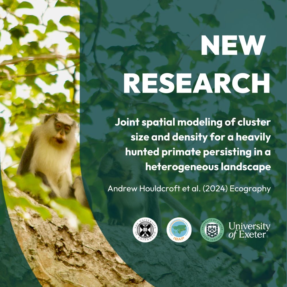 Photo of Campbell's monkeys sat in trees. New Research. Joint spatial modeling of cluster size and density for a heavily hunted primate persisting in a heterogeneous landscape. Andrew Houldcroft et al. (2024) Ecography.