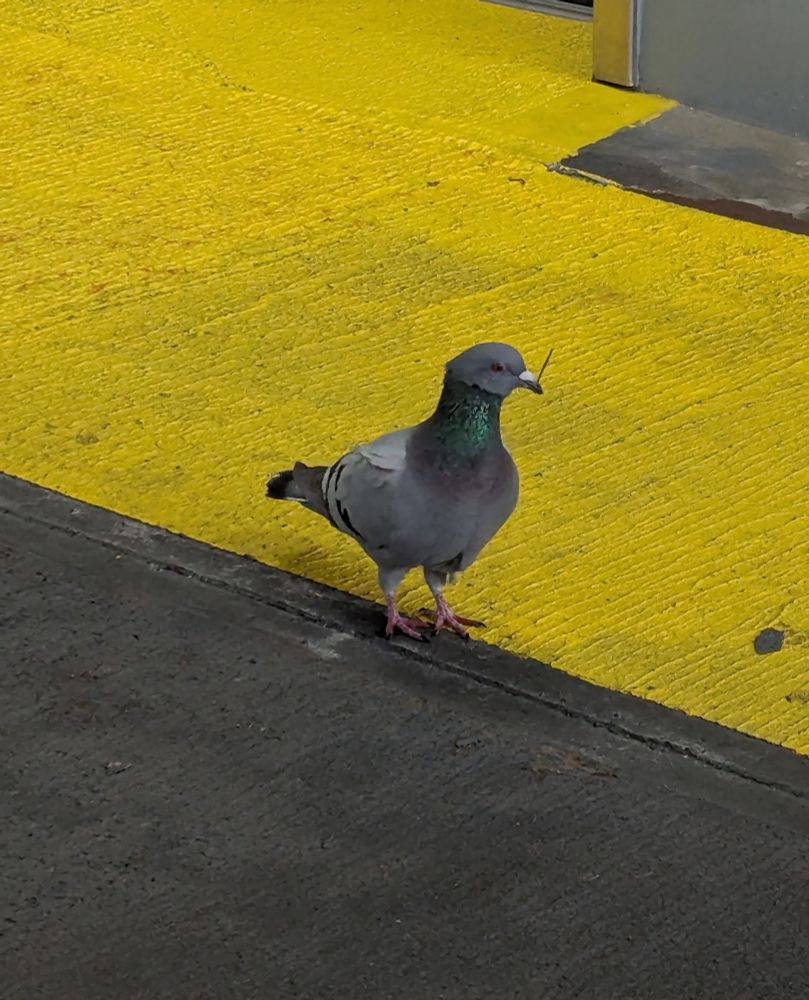 A pigeon standing on the car deck of a ferry, holding a tiny stick in its beak