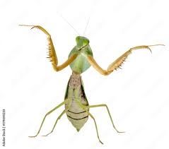 Picture of a mantis from the front. Its arms are spread open for a nice hug.