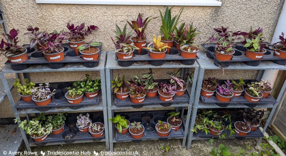 Garden patio with metal shelves full of potted tradescantia plants in bright colours.