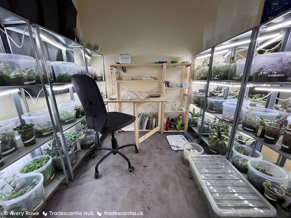 A room full of artificially-lit metal shelves, with clear plastic containers of tradescantia plants all over them.