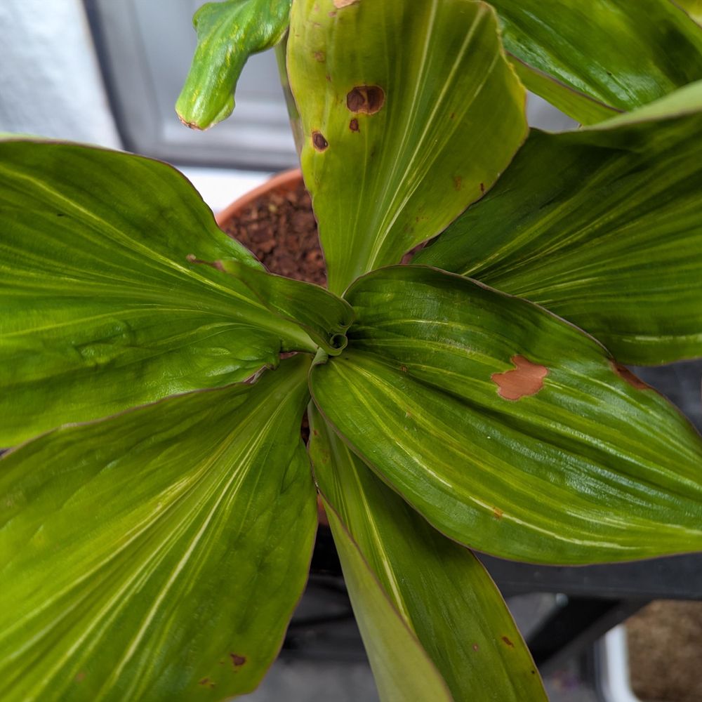 Tradescantia zanonia 'Scream' - a green tradescantia with large leaves