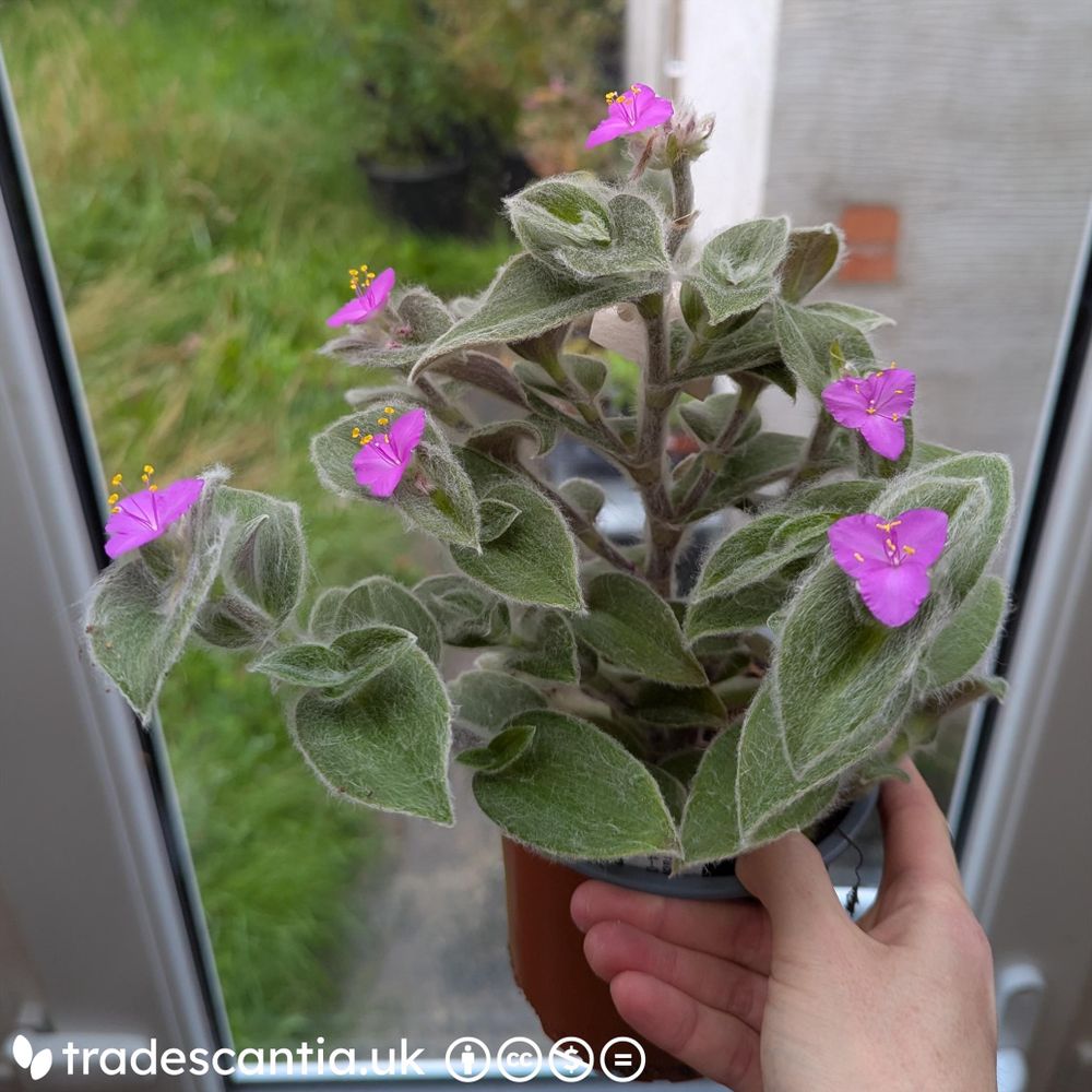 Tradescantia sillamontana with pink flowers