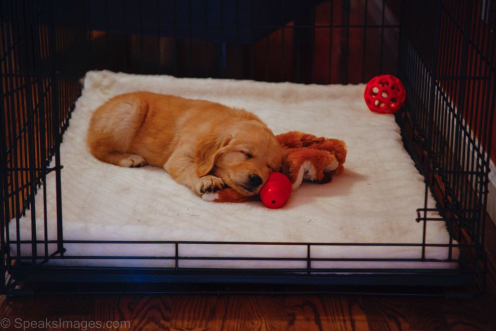Golden Retriever puppy asleep on dog toys inside metal kennel.