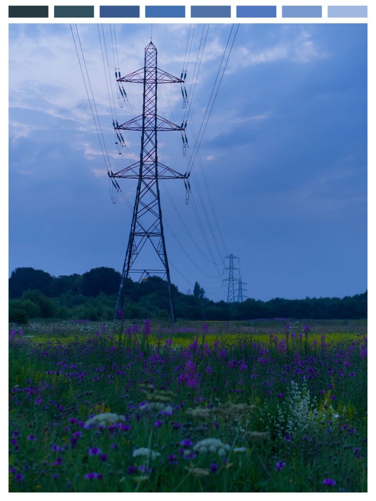 Blue and yellow flowers in a field during blue hour