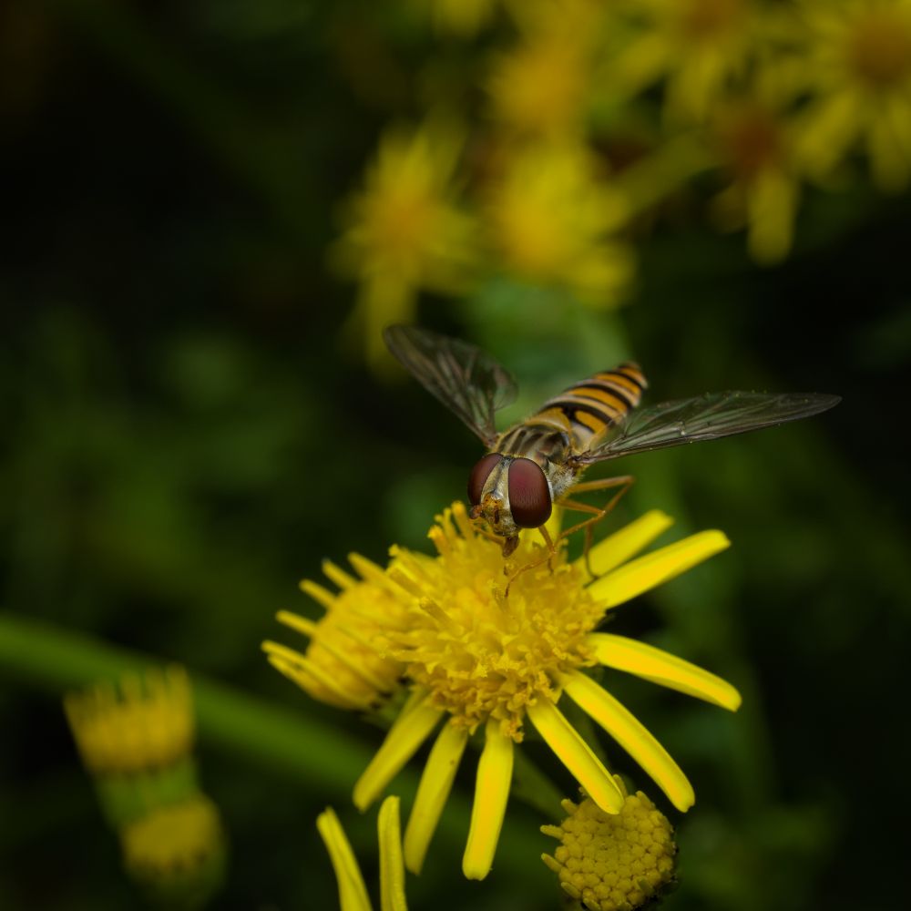Hoverfly on a flower