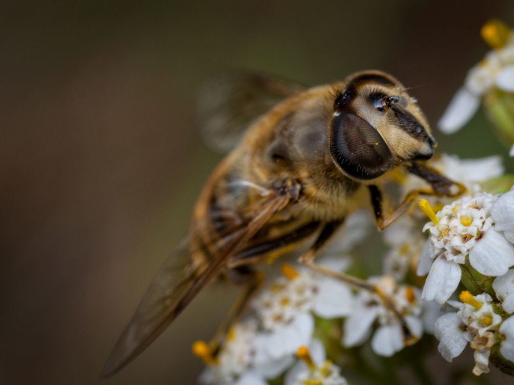 Hoverfly close up