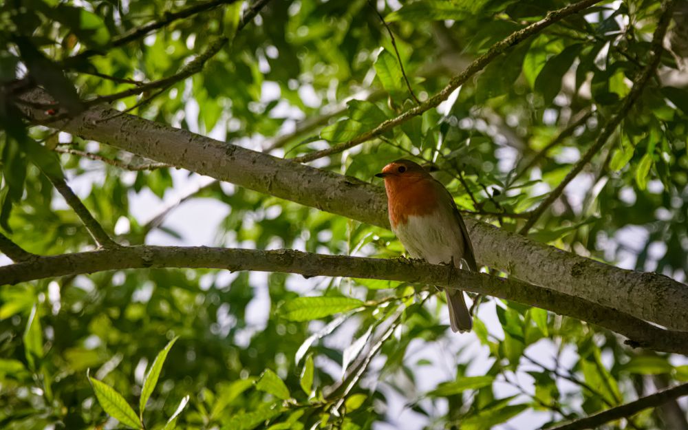Robin on a tree