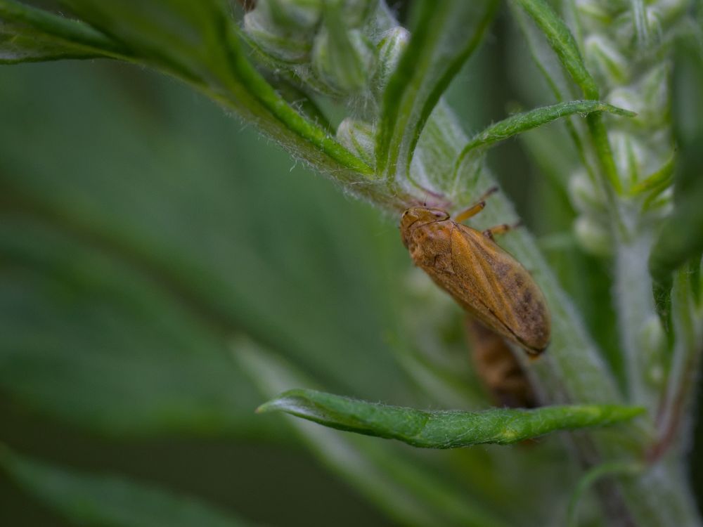 Common froghopper