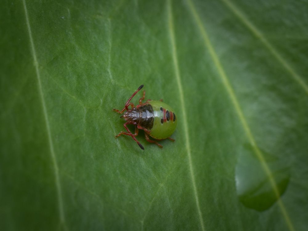 Shield bug nymph after rain