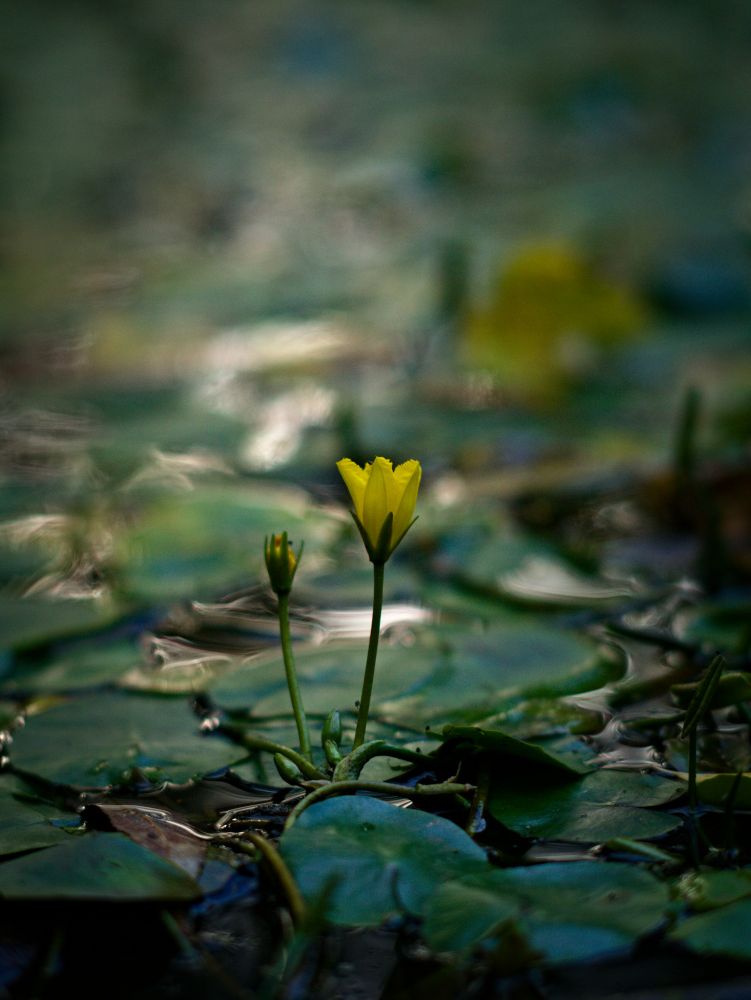 Yellow water lilly