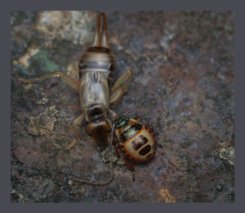 Troilus luridus devours an earwig with its straw on a rusty fence