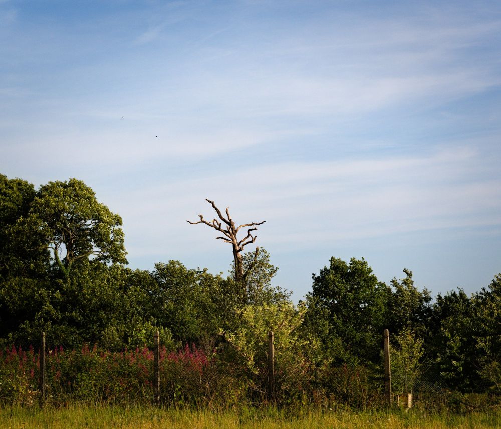 Tree skeleton surrounded by living trees in strong light