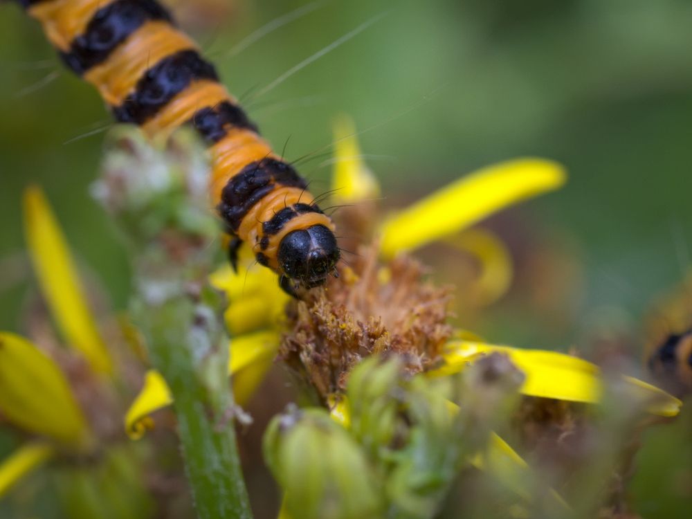 Cinnabar Moth caterpillar